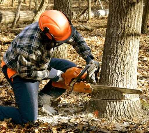 Tree Removal in Chesterfield, NJ